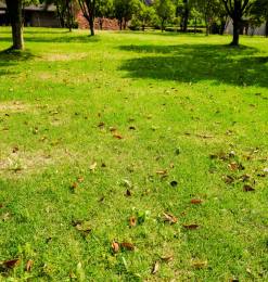 春天的草坪、草地背景 – 免费商用图片