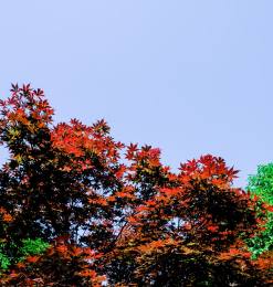 红枫叶天空图片背景 –  免费下载商用