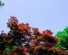 红枫叶天空图片背景 –  免费下载商用