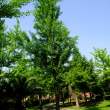 绿色银杏树图像 – 免费商用图片