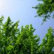 银杏树与天空背景 – 免费商用图片