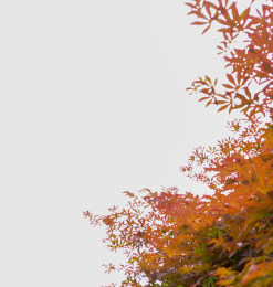 枫叶背景照片 – 免费商用图像