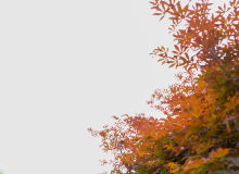 枫叶背景照片 – 免费商用图像