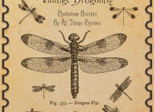 蜻蜓标本图案PS笔刷