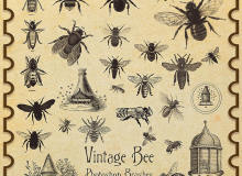 苍蝇、蜜蜂标本图案PS笔刷