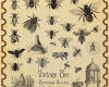 苍蝇、蜜蜂标本图案PS笔刷