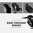 涂鸦鸟Photoshop笔刷素材