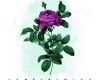 11种复古玫瑰花图形PS笔刷素材