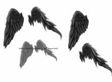 折断的翅膀、折翼天使PS羽毛翅膀笔刷