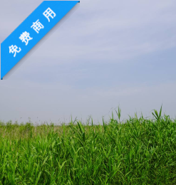 蓝天下的芦苇丛背景照片