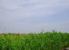 蓝天下的芦苇丛背景照片