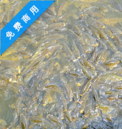 中国鲤鱼投喂场面照片
