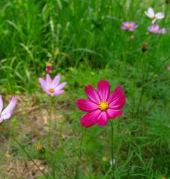 野花花丛、波斯菊背景照片
