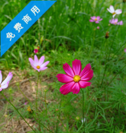野花花丛、波斯菊背景照片