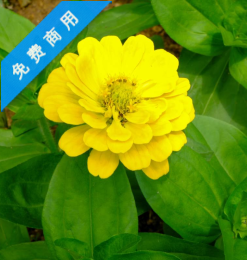黄色百日菊鲜花照片