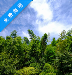 蓝天下的竹林背景照片下载