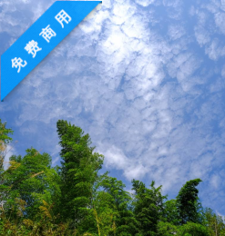 蓝天、树林背景仰望图片