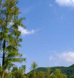 翠绿杉树与蓝天背景4K照片