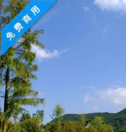 翠绿杉树与蓝天背景4K照片