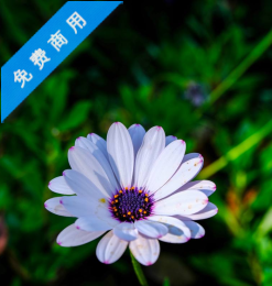 漂亮蓝目菊鲜花超4K图片素材