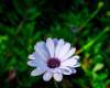 漂亮蓝目菊鲜花超4K图片素材