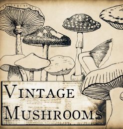 手绘蘑菇、菌菇图案PS笔刷素材