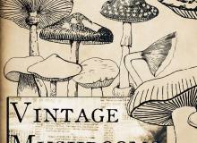手绘蘑菇、菌菇图案PS笔刷素材